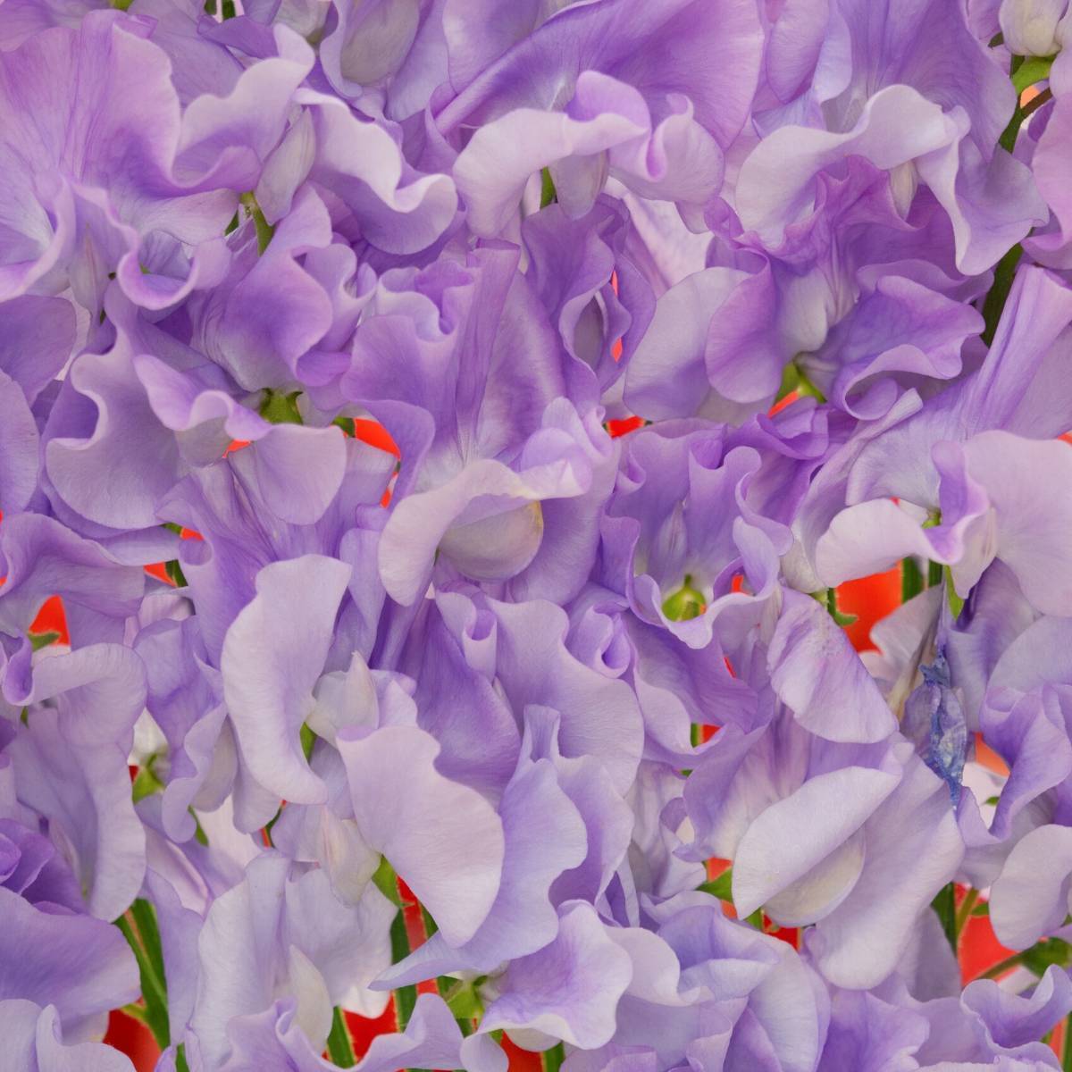 Sweetpea- Mammoth Lavender